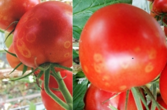 Grey mold tomatoes