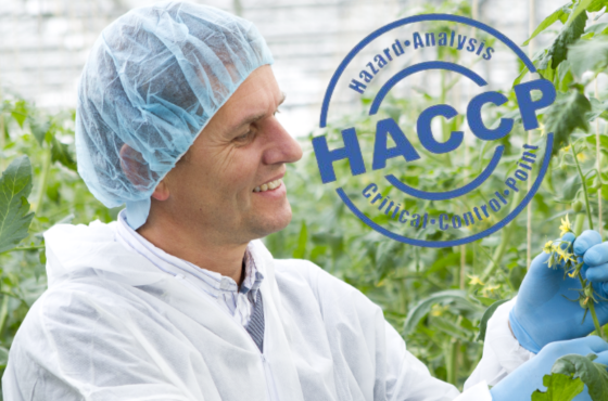 HACCP for young plants cultivation