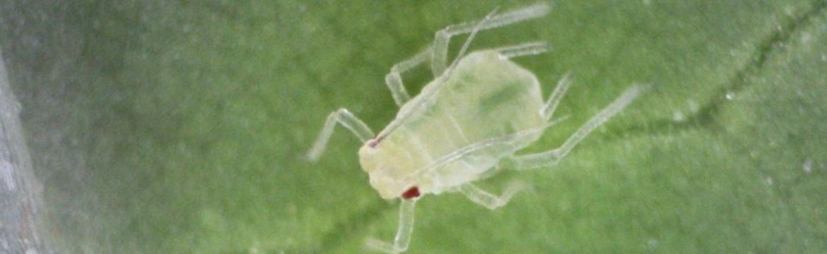 Green peach aphid 