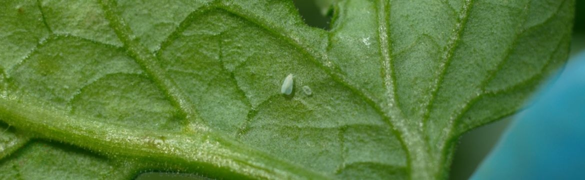 Greenhouse Whitefly 