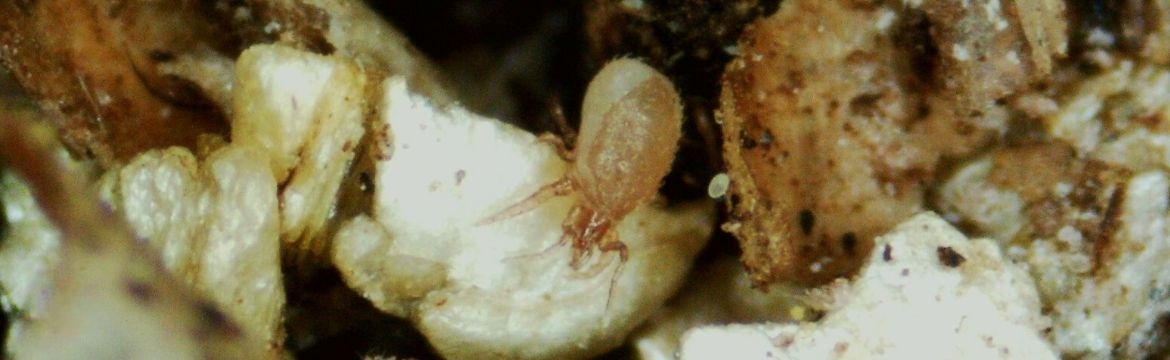 Soil predatory mite