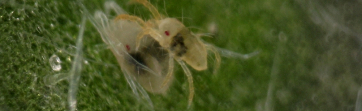 Spider mite control in greenhouse