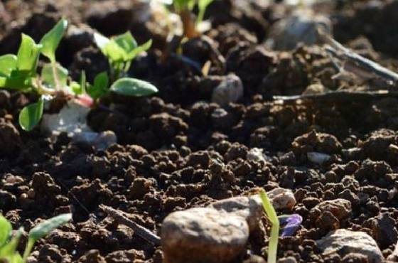 Why a healthy soil life is important for the crop 