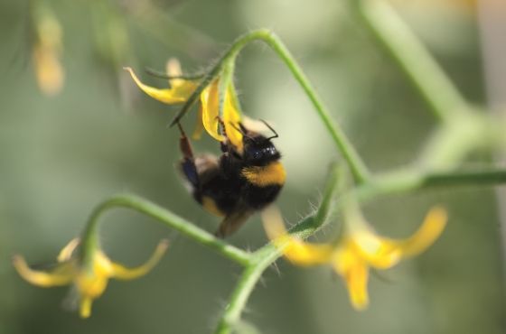 Bumblebee on tomatoe plant