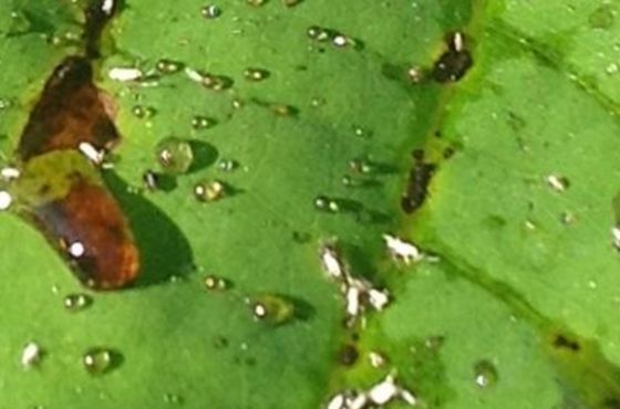 Honeydew on plants | How to treat?