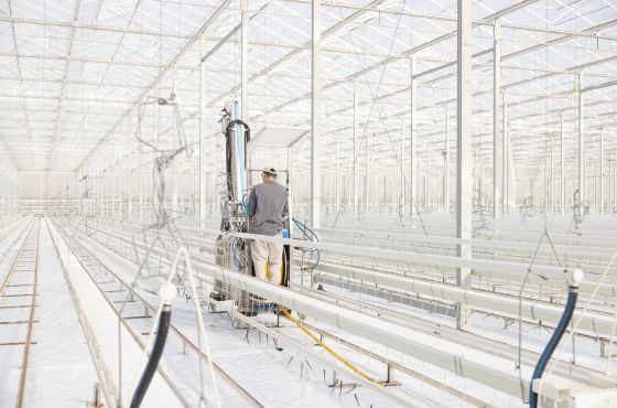 How do you clean the greenhouse during the crop rotation?