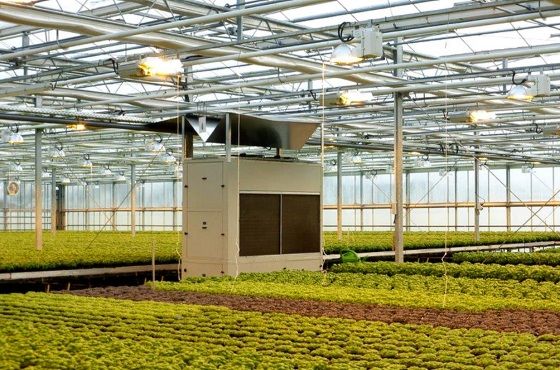 Greenhouse humidity control | Avoid excessive humidity