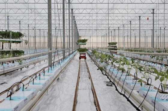 How do you start the new cultivation after the crop rotation?