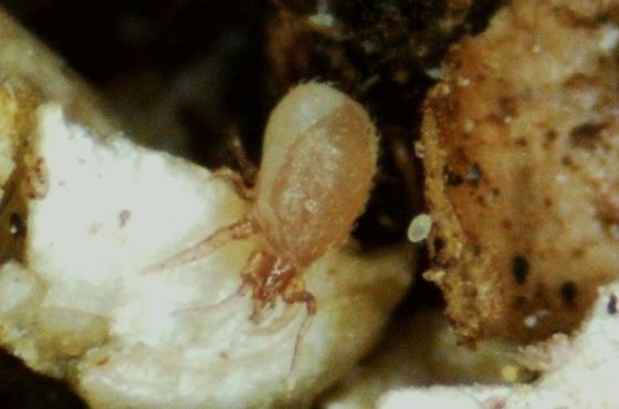Hypoaspis as a natural enemy against soil insects
