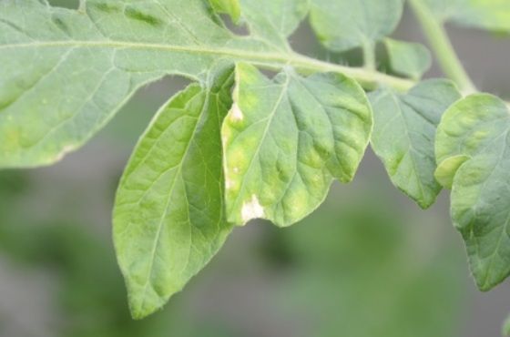 How can deficiency symptoms in plants be recognized?