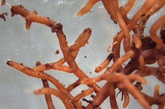 What is mycorrhiza mould?