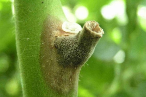 Botrytis Cinerea - Grey Mold | How to prevent and control?