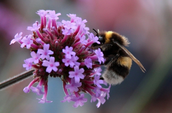 How does pollination in greenhouses with bumblebees work?