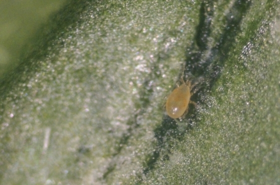 Montdorensis as a natural enemy against whitefly and thrips