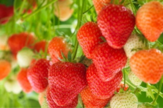 Strawberry leaf spot | How to treat
