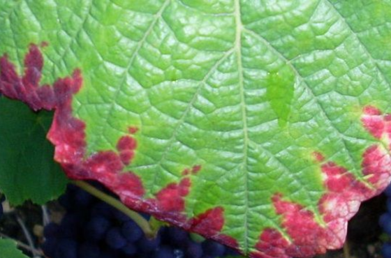 How can a phosphorus deficiency in plants be prevented?