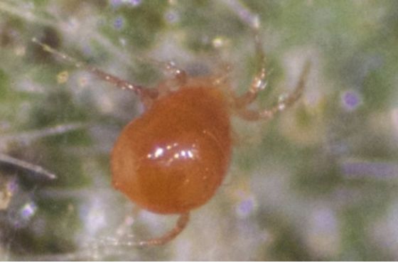 Phytoseiulus as a natural enemy against spider mites