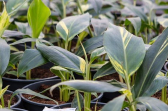 Plant resistance in cold periods (winter stress)