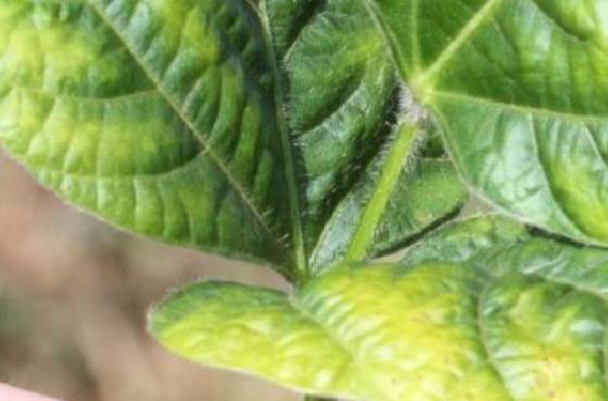 How can a potassium deficiency in plants be prevented?