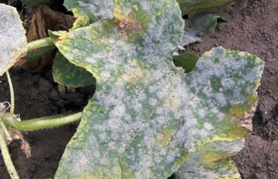 How to control powdery mildew in greenhouses