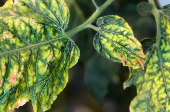 How can a molybdenum deficiency in plants be prevented? 