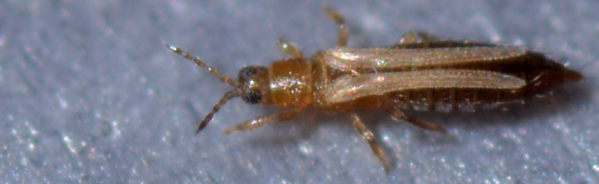 Rose thrips control