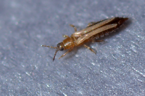 Rose thrips control (Thrips fuscipennis)