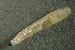 Sciara Larvae