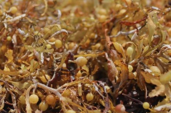 Seaweed as fertilizer for an improved plant resistance