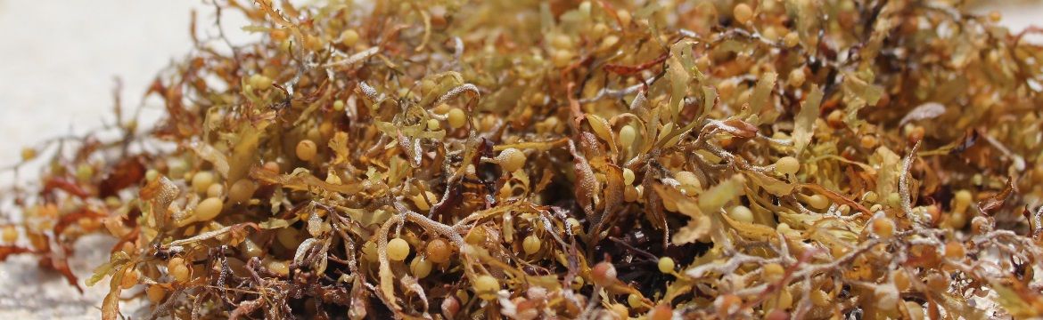 Seaweed fertilizer