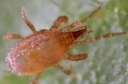 Soil predatory mite as a natural enemy