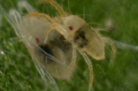 Spider mite control in greenhouse | Damage and treatment