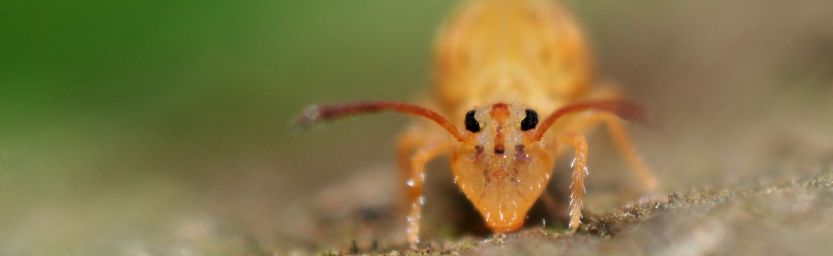 Springtail  Horticulture and Home Pest News