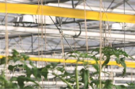 How to use sticky traps, detect insects and monitor pest control in greenhouses?