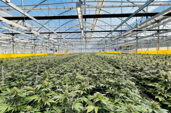 Sticky traps in cannabis cultivation