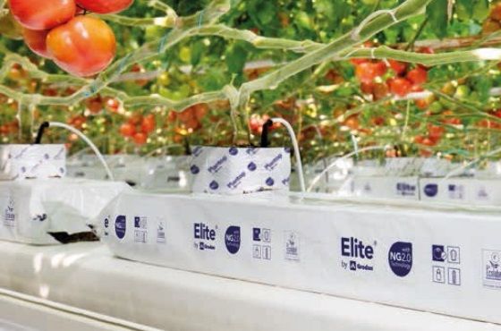 Substrate slab for tomatoes