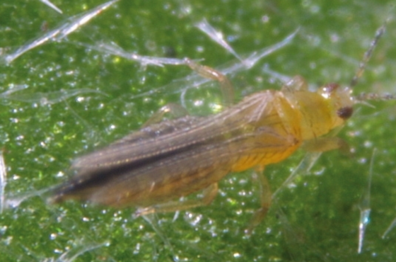 Types of Thrips | How to control?
