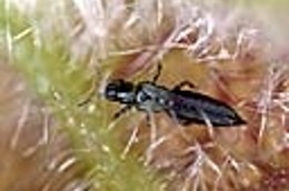 Thrips fuscipennis