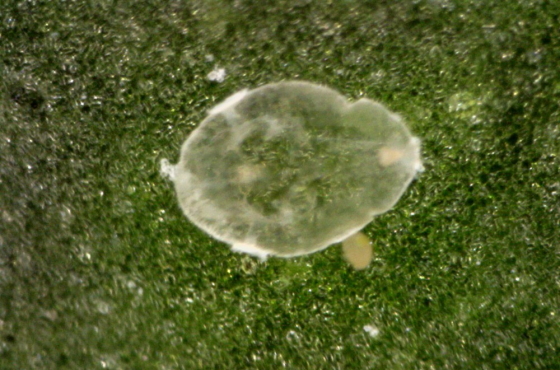 Tobacco Whitefly as pupa