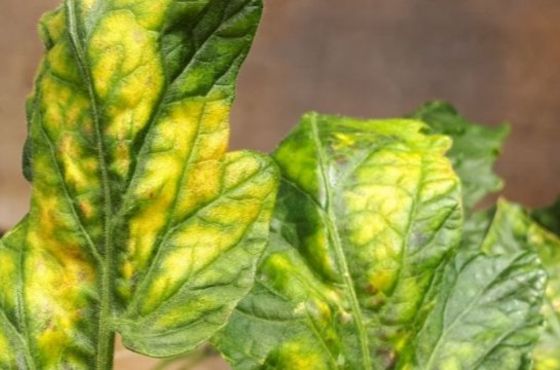 How can you identify and fight the ToCV (tomato chlorosis virus)?