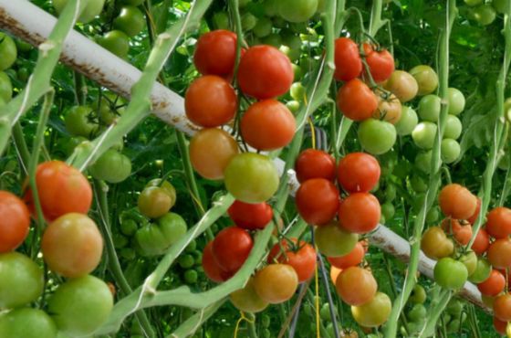 Common Tomato Diseases in Greenhouses