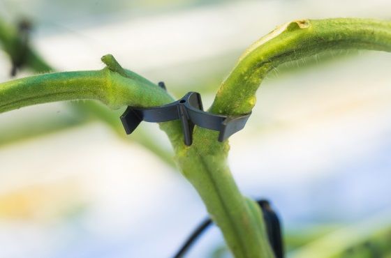 Tomato plant support clips | Best clips to prevent plant damage