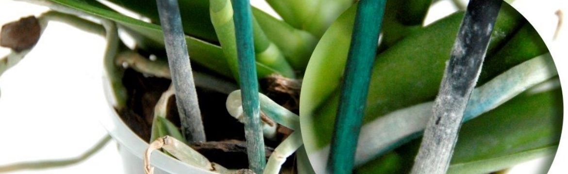 Bamboo in plant