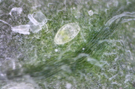Whitefly in third larval stages