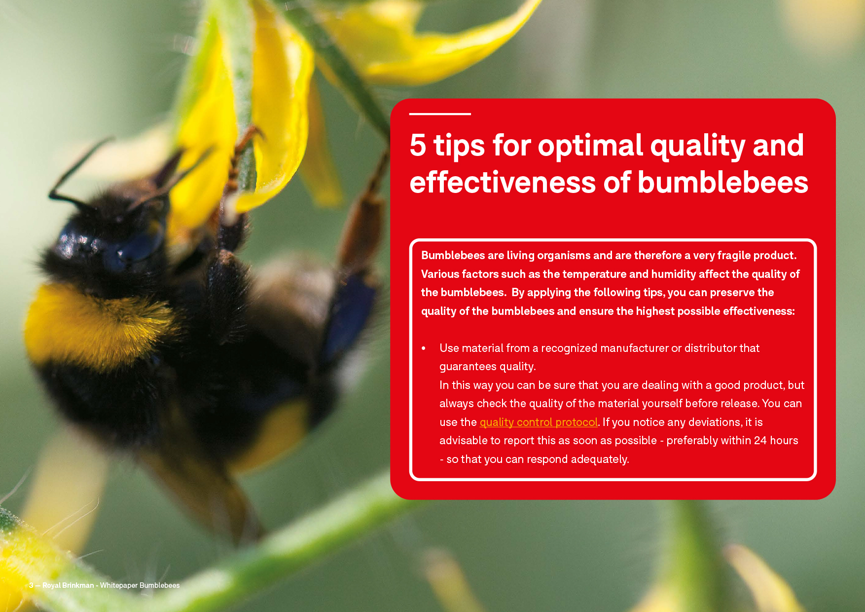 Whitepaper tips bumblebees