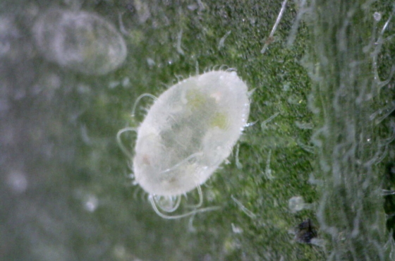 Whitefly as pupa