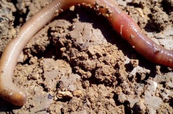 How can worms improve the soil structure?