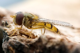 Hoverfly as a natural enemy