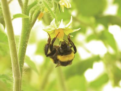 How to treat a bumblebee stitch