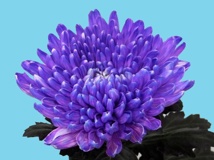 Abs.Flower Dye Lavender/25kg
